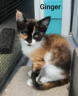 Ginger
