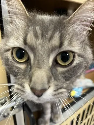 Dexter