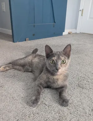 Petunia