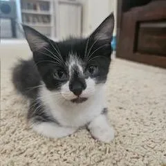 Juliet