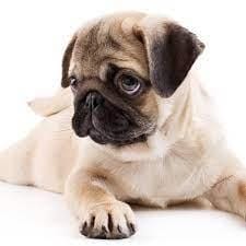 Odie-test 2 twitter- same images