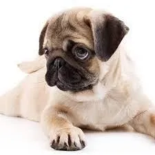 Odie-test 2 twitter- same images