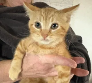 Mr. Peach