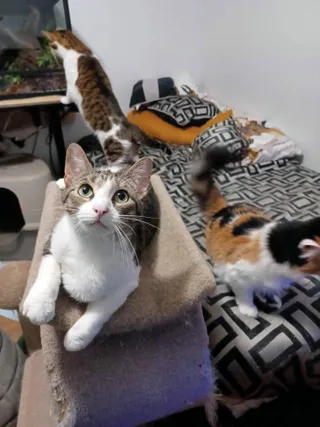 Milo and Ziggy