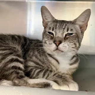 Kid Cat