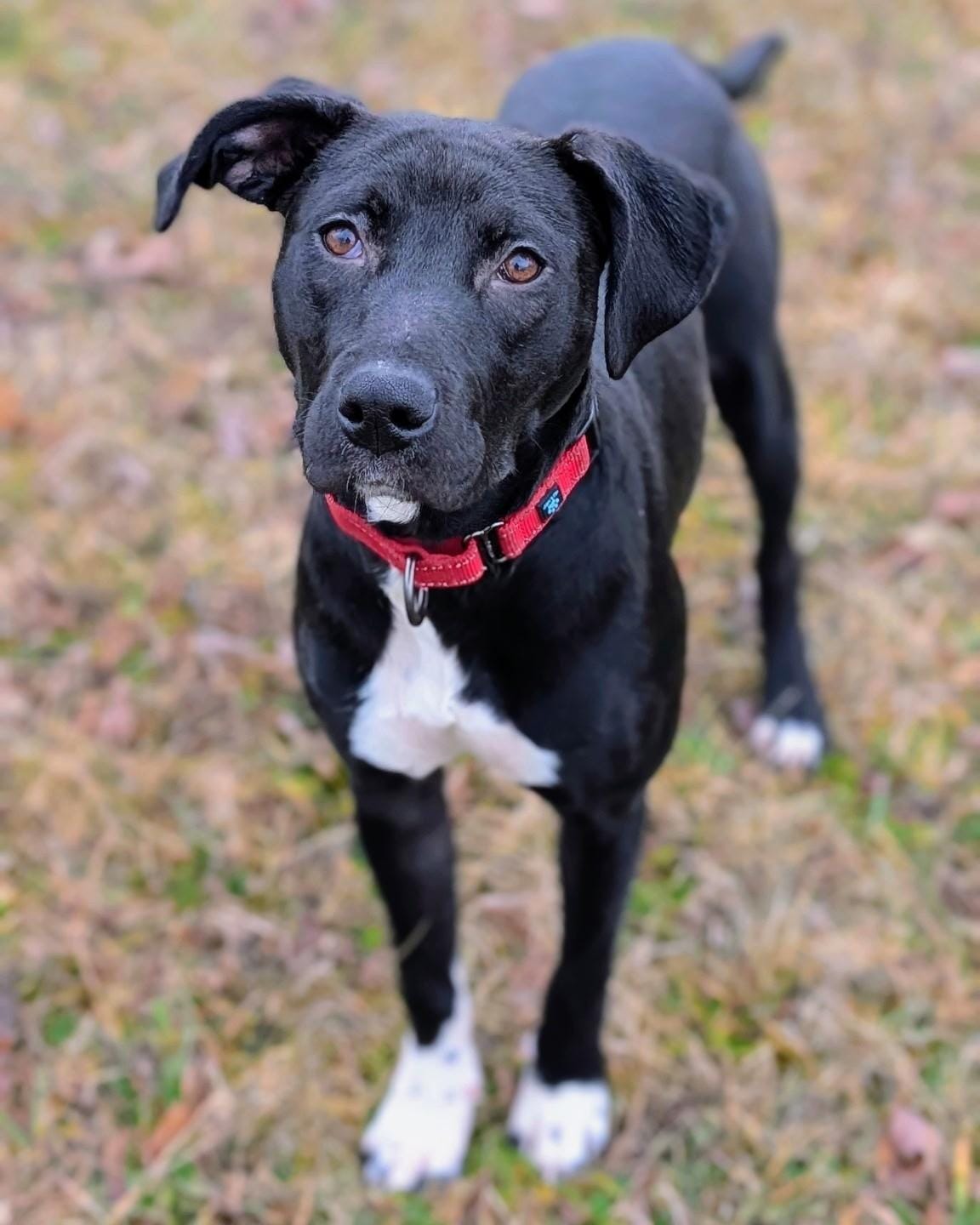 Nellie