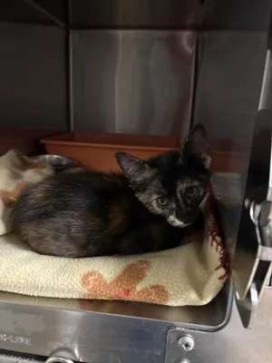 Fruity Fran (Petsmart)