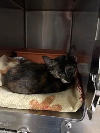 Fruity Fran (Petsmart)