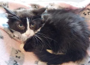 Drakkar * IN FOSTER *