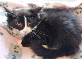 Drakkar * IN FOSTER *
