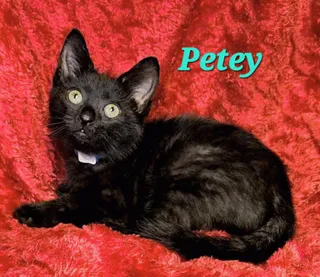 Petey