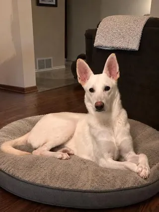 Lucy