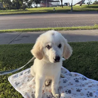 Marshmallow