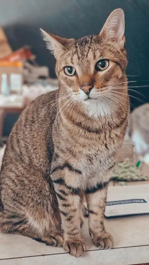 Jasper