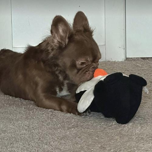 Muppet