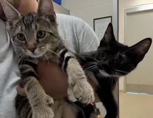 Romeo and Smooch