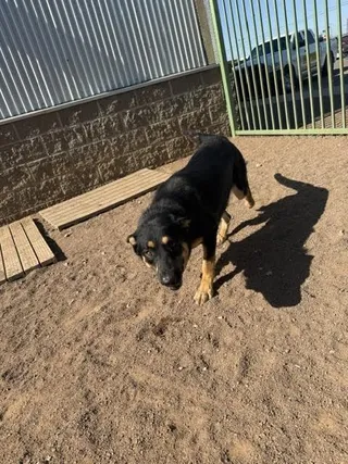 Ada