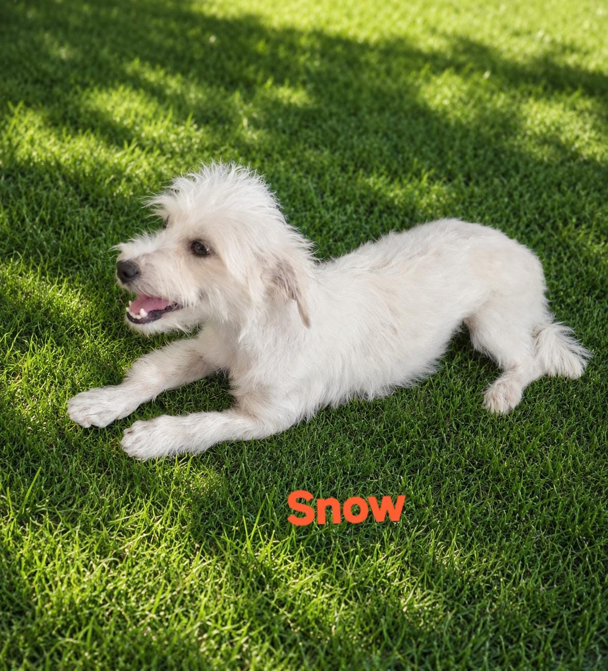 Snow