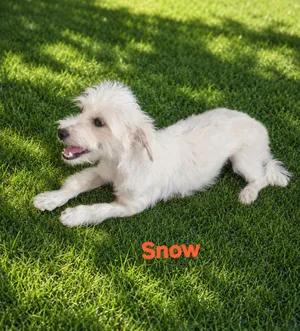 Snow