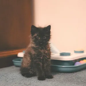 Avalon