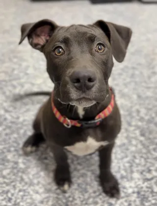 Baby Ruby
