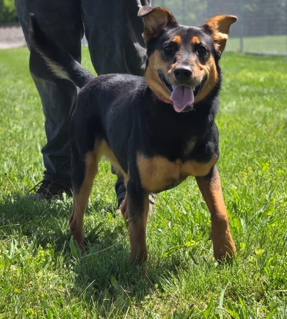 Stella