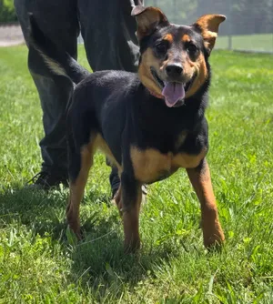 Stella