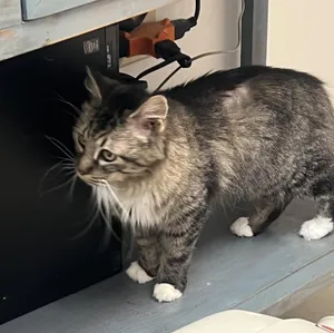 Zeva (Ziva)
