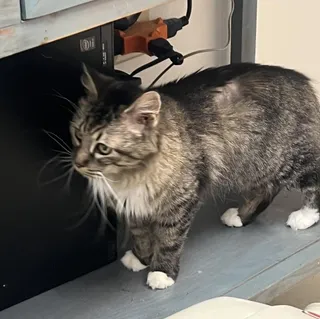 Zeva (Ziva)