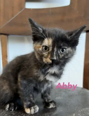 Abby