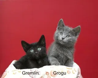 Grogu