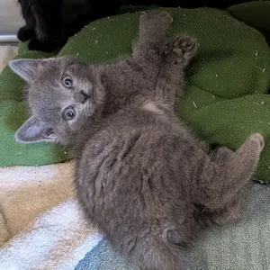 Dumpling