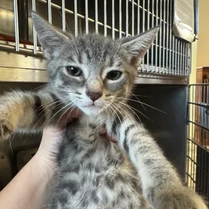 Mitzi