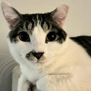 Milo