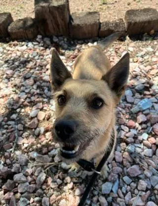 Apollo