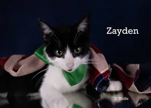 Zayden
