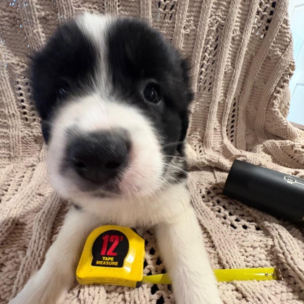 Queen Elizabeth pup 2