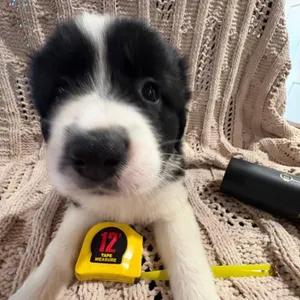 Queen Elizabeth pup 2