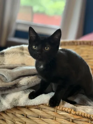 Daphne
