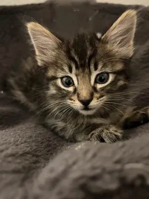 Ollie A217289