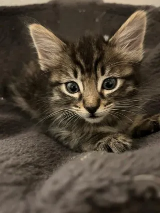 Ollie A217289