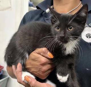 Kitten 1