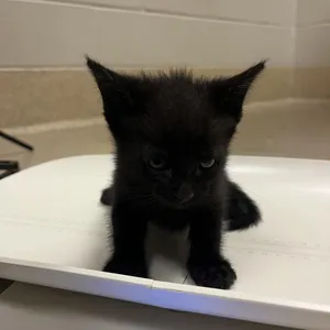 Zak