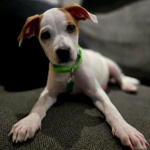 Elvis (Iconic Litter)