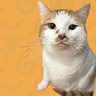 Peanut