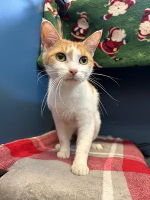 RINGO