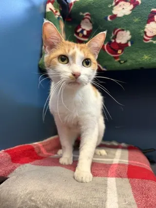 RINGO