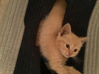 Angel Sass