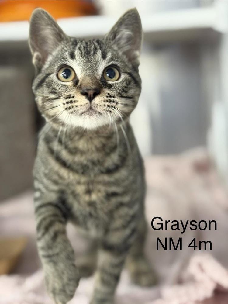 Grayson