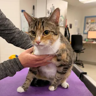 Penelope